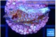 Montipora fruity 2-3 cm WYSIWYG acclimaté