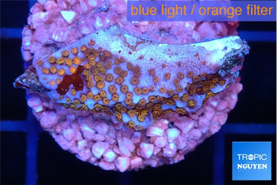 Montipora fruity 2-3 cm WYSIWYG acclimaté