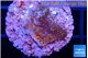 Montipora fruity 2 cm WYSIWYG acclimaté