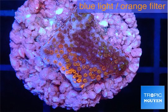 Montipora fruity 2 cm WYSIWYG acclimaté