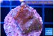 Montipora fruity 2 cm WYSIWYG acclimaté