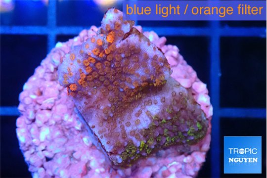 Montipora fruity 2 cm WYSIWYG acclimaté