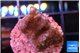 Montipora fruity 2 cm WYSIWYG acclimaté