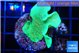 Pavona cactus green 3-4 cm WYSIWYG acclimaté