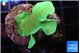 Pavona cactus green 3-4 cm WYSIWYG acclimaté
