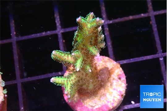 Seriatopora golden green 3-5 cm WYSIWYG acclimaté