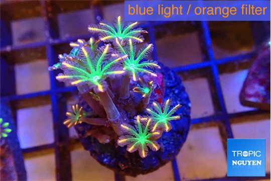Clavularia papaya fire works 3-5 cm WYSIWYG acclimaté