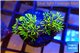 Pachyclavularia neon green 2-4 cm WYSIWYG acclimaté