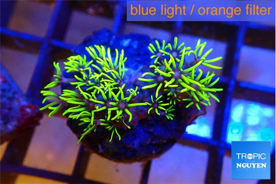 Pachyclavularia neon green 2-4 cm WYSIWYG acclimaté