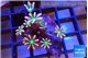 Clavularia papaya fire works 3-5 cm WYSIWYG acclimaté