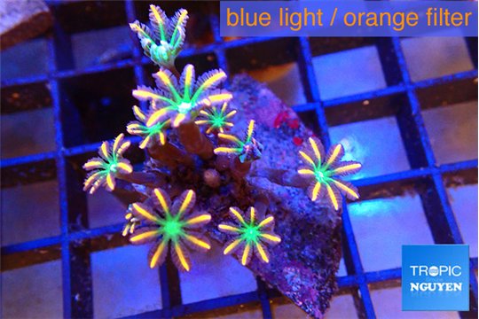 Clavularia papaya fire works 3-5 cm WYSIWYG acclimaté