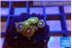 Zoanthus neon blue magician 6 polyps WYSIWYG acclimaté