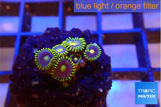 Zoanthus neon blue magician 6 polyps WYSIWYG acclimaté