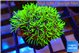 Pachyclavularia neon green 3-4 cm WYSIWYG acclimaté