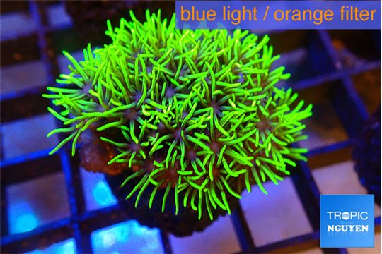 Pachyclavularia neon green 3-4 cm WYSIWYG acclimaté