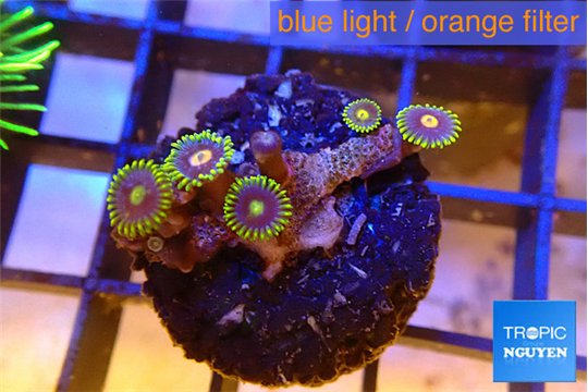 Zoanthus neon blue magician 5 polyps WYSIWYG acclimaté