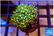 Pachyclavularia neon green 2-4 cm WYSIWYG acclimaté