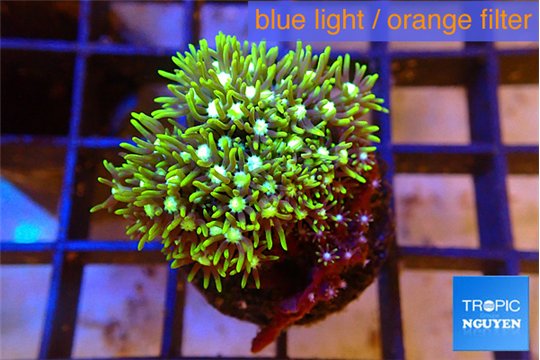 Pachyclavularia neon green 2-4 cm WYSIWYG acclimaté