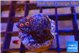 Zoanthus red loop small polyps 2 cm WYSIWYG acclimaté