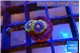 Zoanthus neon blue magician 2 polyps WYSIWYG acclimaté