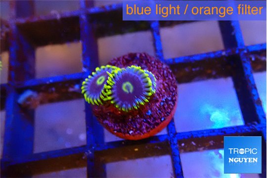 Zoanthus neon blue magician 2 polyps WYSIWYG acclimaté