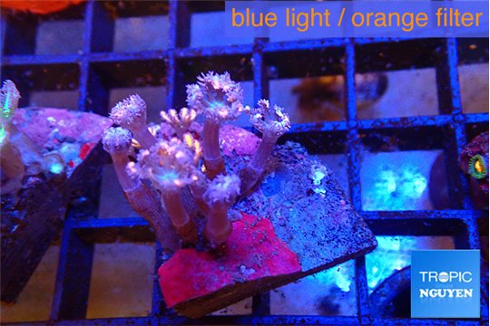 Clavularia papaya candy corn 2-4 cm WYSIWYG acclimaté