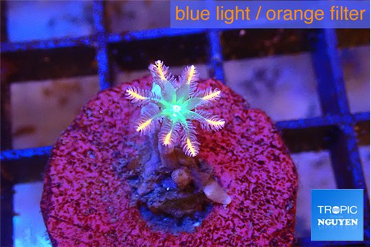 Clavularia papaya candy corn 1 polyp WYSIWYG acclimaté