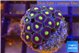 Zoanthus purple green 2 cm WYSIWYG acclimaté
