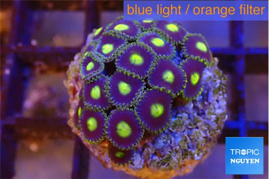 Zoanthus purple green 2 cm WYSIWYG acclimaté