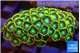 Zoanthus green gorilla 3-4 cm WYSIWYG acclimaté