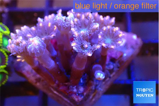 Clavularia papaya candy corn 3-4 polyps WYSIWYG acclimaté