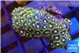 Zoanthus green blue magician 3 cm WYSIWYG acclimaté