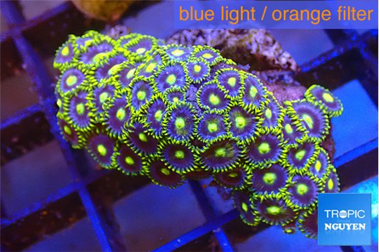 Zoanthus green blue magician 3 cm WYSIWYG acclimaté