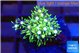Pachyclavularia neon green 1-2 cm WYSIWYG acclimaté