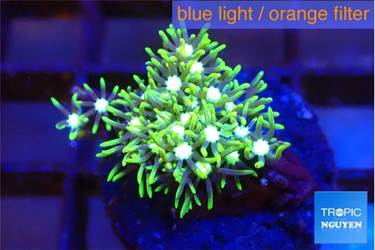 Pachyclavularia neon green 1-2 cm WYSIWYG acclimaté