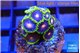 Zoanthus rainbow 2-3 cm WYSIWYG acclimaté