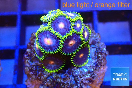 Zoanthus rainbow 2-3 cm WYSIWYG acclimaté