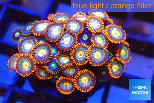 Zoanthus tricolore 2-3 cm WYSIWYG acclimaté