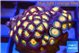 Zoanthus sunset kiwi 2-3 cm WYSIWYG acclimaté