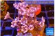 Clavularia papaya candy corn 3-5 cm WYSIWYG acclimaté