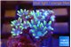 Clavularia papaya lemon tipped 2-3 cm WYSIWYG acclimaté