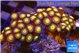 Zoanthus sunset kiwi 3-4 cm WYSIWYG acclimaté
