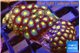 Zoanthus sunset kiwi 3-4 cm WYSIWYG acclimaté