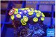 Zoanthus mixed color 2-3 cm WYSIWYG acclimaté
