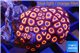 Zoanthus red loop 2-3 cm WYSIWYG acclimaté