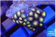 Zoanthus sunset kiwi 2 cm WYSIWYG acclimaté