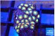 Zoanthus sunset kiwi 2-3 cm WYSIWYG acclimaté