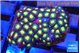 Zoanthus sunset kiwi 3 cm WYSIWYG acclimaté