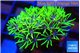 Pachyclavularia full neon green 2-3 cm WYSIWYG acclimaté