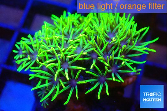 Pachyclavularia full neon green 2-3 cm WYSIWYG acclimaté